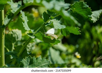 Green-veined White While Sitting On A Rapeseed Leaf In Spring In Sunny Weather