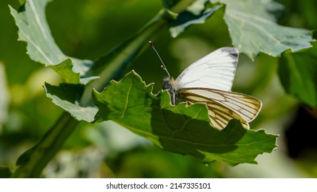 Green-veined White While Sitting On A Rapeseed Leaf In Spring In Sunny Weather