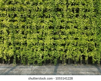 Greenwall Pattern , Plant Wall  : Sustainable And Greenery  Nature Planter Wall  In Building Facade