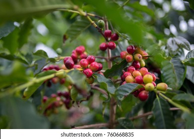 Greenwell Coffee Farm On Big Island Hawaii