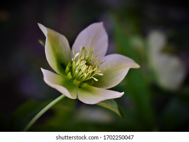 Green-white Flower (Helleborus Odorus) In The Garden