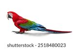 The green-winged macaw is among the largest macaw species It has red body feathers and underwings and is walking on floor Photo isolated on white background. This has clipping path.