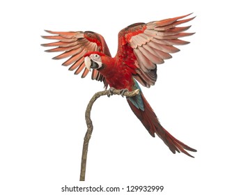Green-winged Macaw, Ara chloropterus, 1 year old, perched on branch with its wings spread in front of white background