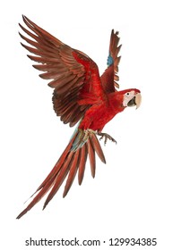 Green-winged Macaw, Ara chloropterus, 1 year old, flying in front of white background - Shutterstock ID 129934385