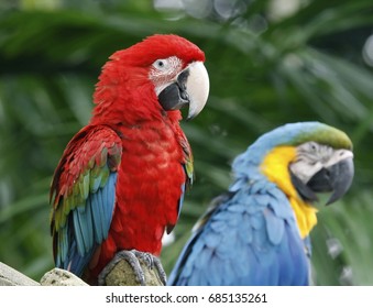 Green-winged Macaw With Blue And Yellow Macaw,Two Of Beautiful Parrot Species That Suffered From Local Extinction Through Habitat Destruction And Capture For Bird Trade Because Of Striking Color.