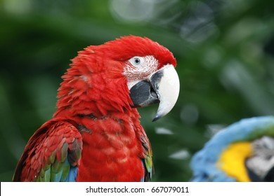 Green-winged Macaw Or Red And Green Macaw Is One Of Beautiful Parrot Species That Suffered From Local Extinction Through Habitat Destruction And Capture For The Parrot Trade Because Of Striking Color.