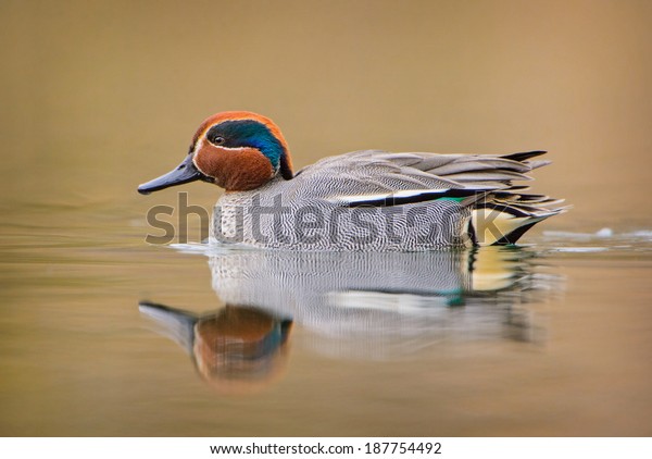 Greenwinged Teal Stock Photo (Edit Now) 187754492