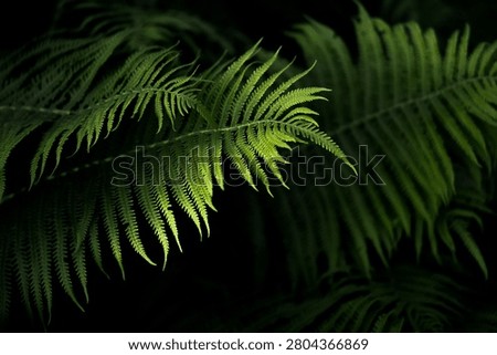 Greeny leaf behind the dark