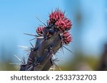 A greeny, spiny plants blooming along the trail of the park