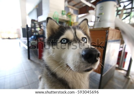 greet husky dog Turn back After being called Call me why there is nothing 
Call for food ?