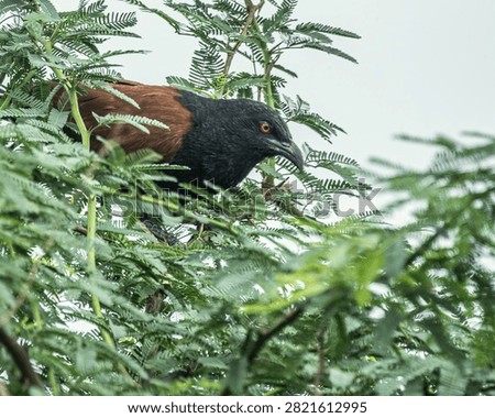A Greeter Coucal looking down for food