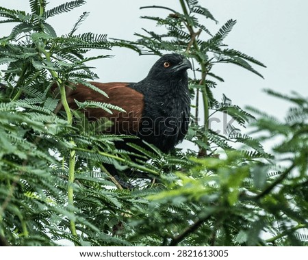 A Greeter Coucal looking towards Camera