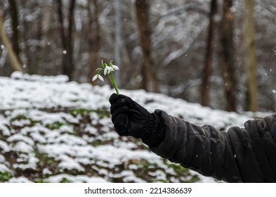 Greeting with a bunch of snowdrops or Galanthus nivalis flowers, harbingers of spring, Sofia, Bulgaria   - Shutterstock ID 2214386639