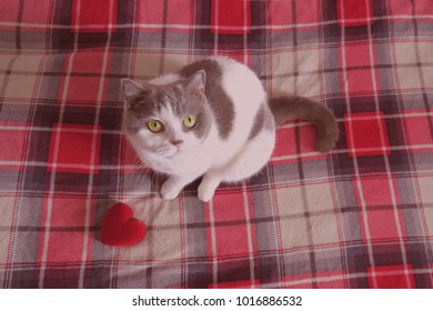 Greeting Card With A British Short Hair Cat That Holds Red Heart Valentines