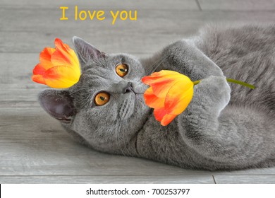 Greeting Card I Love You With A British Short Hair Cat That