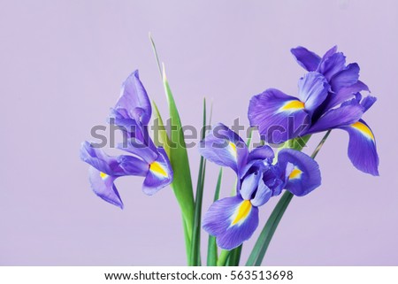 Greeting card with spring iris flowers