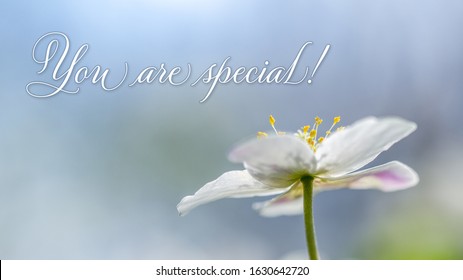 Greeting Card With White Text You Are Special, On A Floral Background. Anemone Nemerosa, Macro Of A Beautiful Spring Forest Flower, To Use For Greetings To Someone Special.