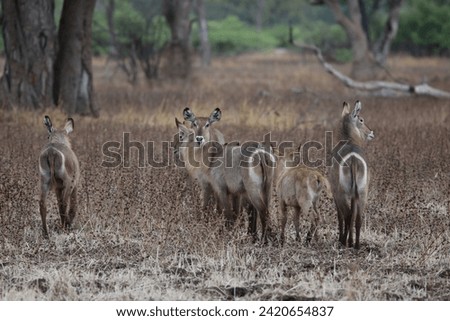 A gregarious animal, the waterbuck may form herds consisting of six to 30 individuals. The various groups are the nursery herds, bachelor herds and territorial males. 