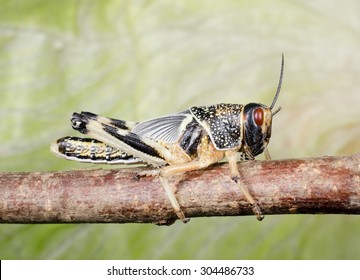 Gregarious Desert Locust