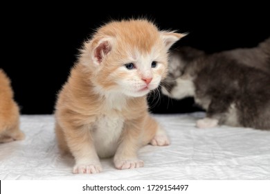 Mainecoon Kitten High Res Stock Images  Shutterstock