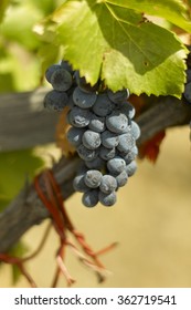 Grenache Grapes In Priorat