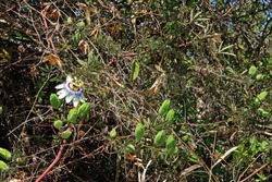 GRENADILLA FLOWER GROWING ON A PLANT IN THE WILD