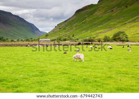 Grenn rural landscapes in Lake District National Park, England, stone wall, cows, mountains on the background, selective focus