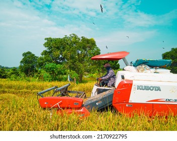 Gresik, 24 June 2022 :Farmers are harvesting rice with a combine harvester. combine harvester a machine with a combination of three different operations namely harvesting, threshing and winnowing rice