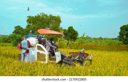 Gresik, 24 June 2022 :Farmers are harvesting rice with a combine harvester. combine harvester a machine with a combination of three different operations namely harvesting, threshing and winnowing rice