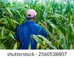 Gresik - Indonesia, December 2024 : farmers harvesting corn in the field. Focus on farmer ,noisy, exposure, similar others