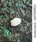 Gresik, Indonesia june 29 2025. The shell in the picture is most likely a shell, which could be a shell of a species such as Argopecten irradians (Atlantic bay shell) or Cerastoderma edule.
