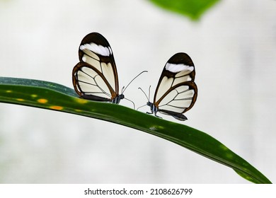 Greta oto, two window butterflies on green leaf, natural symmetry