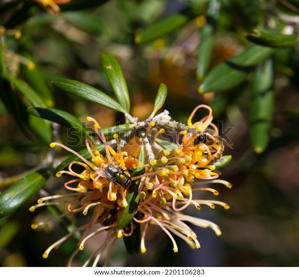 Grevillea Olivacea Olive Grevillea Shrub Which Stock Photo 2201106283 Shutterstock