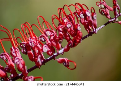 Grevillia, A Brightly Coloured (pink And Purple) Australia Native Plant In Kakadu National Party In Northern Australia. 