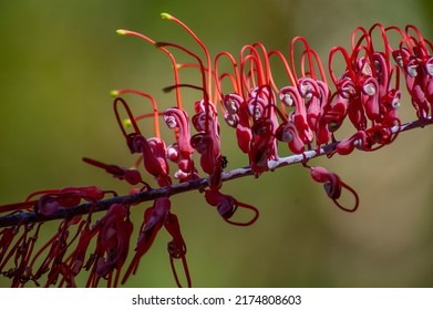 Grevillia, Also Called Spider Flower, A Brightly Coloured (pink And Purple) Australia Native Plant In Kakadu National Party In Northern Australia. 