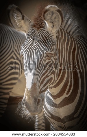 Grevy Zebra facing forward in dramatic lighting creating a myste