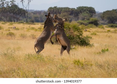 grevy zebras fighting in samburu kenia - Shutterstock ID 1394019377