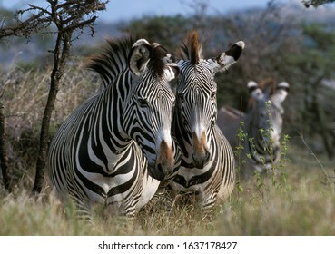 GREVY'S ZEBRA Equus Grevyi, SAMBURU PARK IN KENYA  