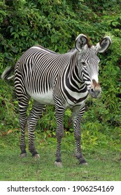 Grevy's Zebra (Equus Grevyi) In Zoo; Portrait