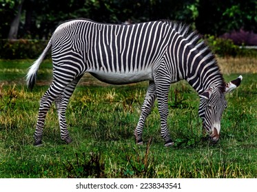 Grevy`s zebra grazing on the lawn. Latin name - Equus grevyi

