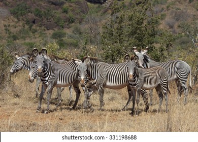 Grevy's Zebra Herd