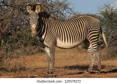 Grevy's Zebra, Kenya