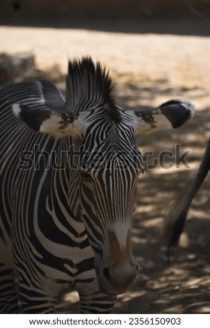 Grevy's Zebra also known as Imperial Zebra is the largest living wild equid and the most endangered