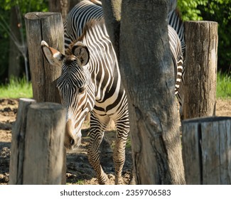 Grevys Zebra in the Paris zoologic park, formerly known as the Bois de Vincennes, 12th arrondissement of Paris, which covers an area of 14.5 hectares