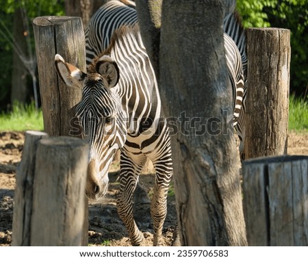 Grevys Zebra in the Paris zoologic park, formerly known as the Bois de Vincennes, 12th arrondissement of Paris, which covers an area of 14.5 hectares