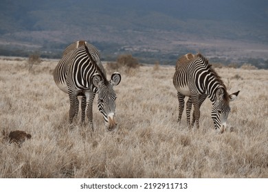 Grevys Zebras Eating Grass In Kenya.