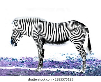 Grevy's zebras the largest species of zebra, invert color