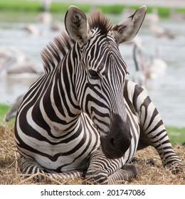 Grevys Zebras Is Most Endangered Of Species Of Zebra. 