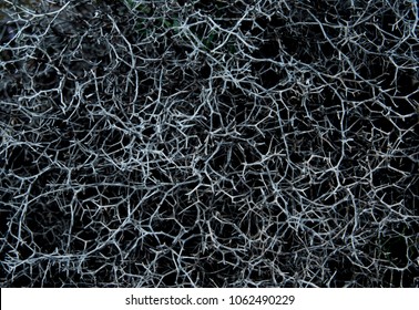 Grey abstract background. Top view. Grey bush with thorns.