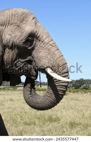 grey african elephant eating with trunk